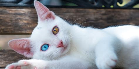 Heterochromia In Cats: Cats With Different Colored Eyes.
